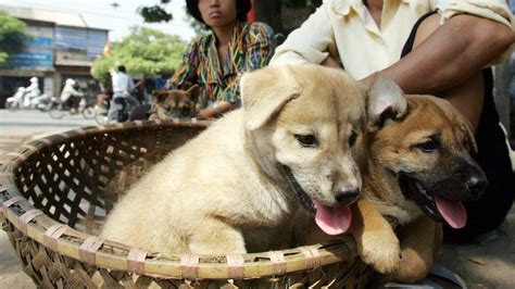 Eating Dog and cat in Vietnam .